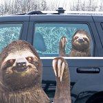 Ride With Sloth